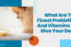 What Are The Finest Probiotics And Vitamins To Give Your Dog?