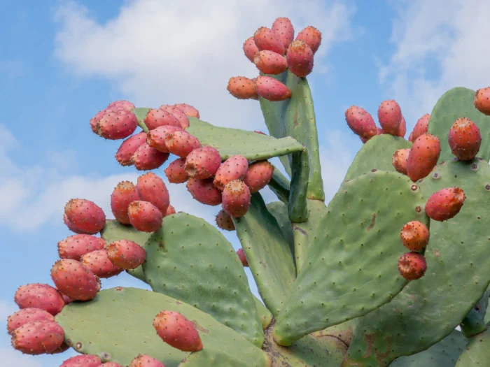 Health Benefits of Dragon Fruit and the Prickly Pear